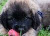 images/T-Wurf/T-Wurf Wo 9/3S8A3034-Bearbeitet.jpg